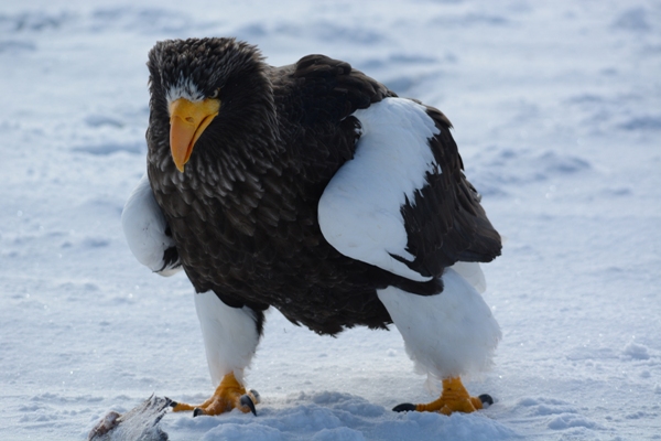 Japanese Birds of Winter: Steller’s Sea Eagle Looking Mean