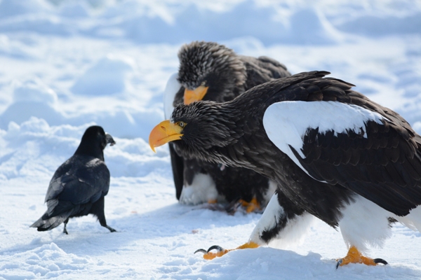 Japanese Birds of Winter: Steller’s sea eagles interrogating a raven