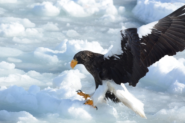 Sea Eagles, Owls and Cranes – Japanese Birds of Winter