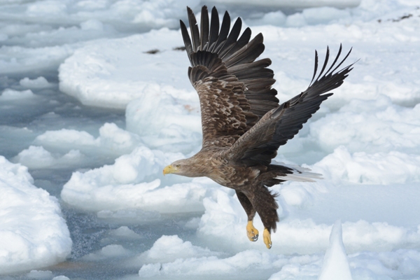 Japanese Birds of Winter: White-tailed eagle