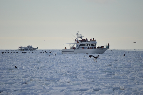 Japanese Birds of Winter: Ice breakers on the drift ice in the Sea of Okhotsk