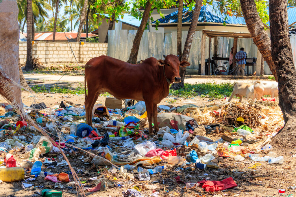 Trash Tourism: Exploring the Dark Side of Travel Waste