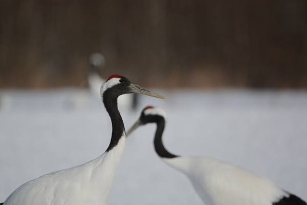 Japanese Birds of Winter: Two cranes on the Tsurui marshes