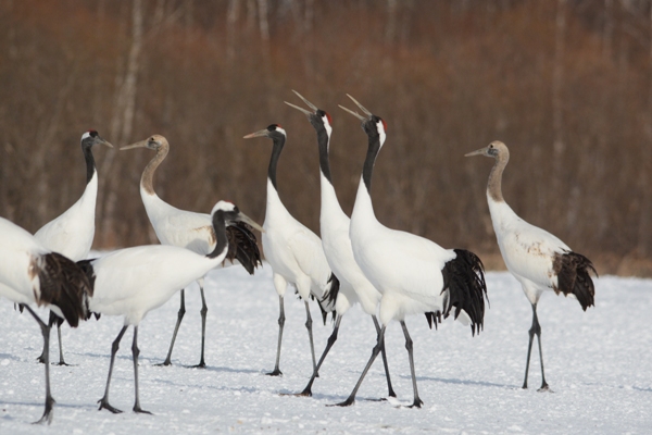 Japanese Birds of Winter: Cranes singing