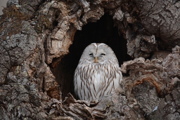 Japanese Birds of Winter: Ural Owl