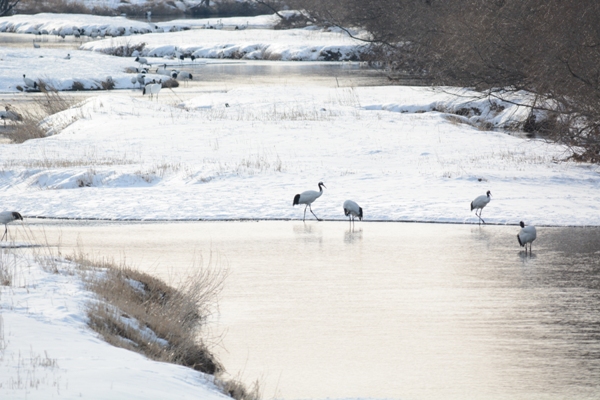 Japanese Birds of Winter: Cranes at sunrise