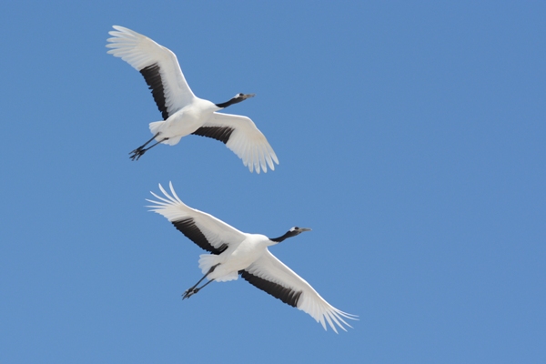 Japanese Birds of Winter: Cranes in flight